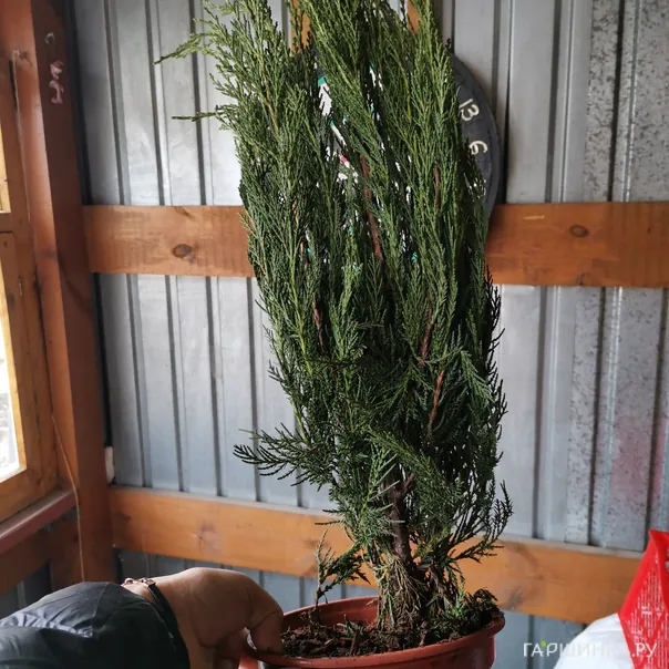 превью изображения отзыва