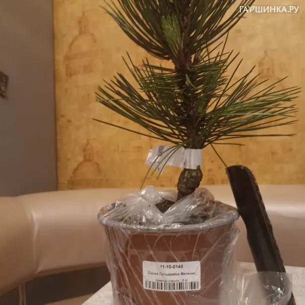 превью изображения отзыва