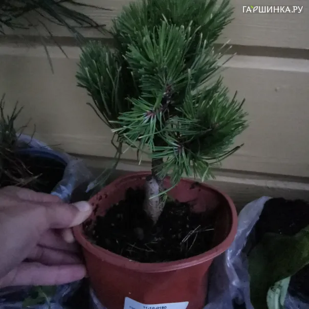 превью изображения отзыва