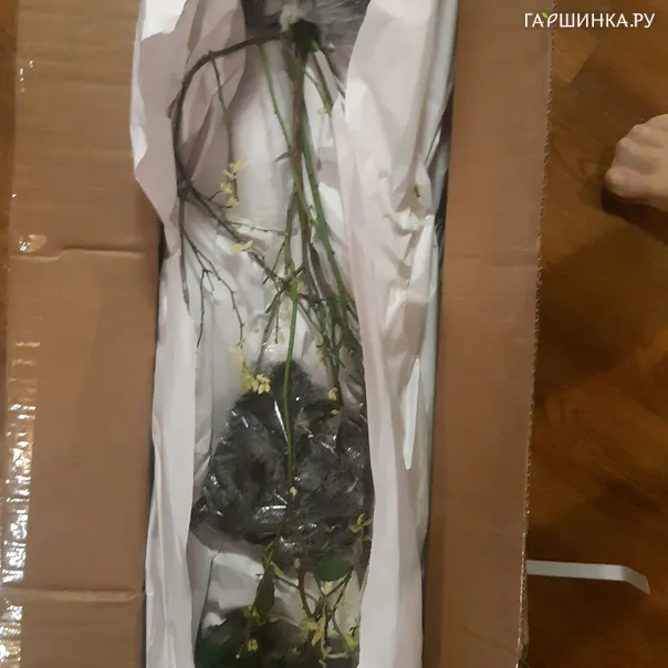 превью изображения отзыва