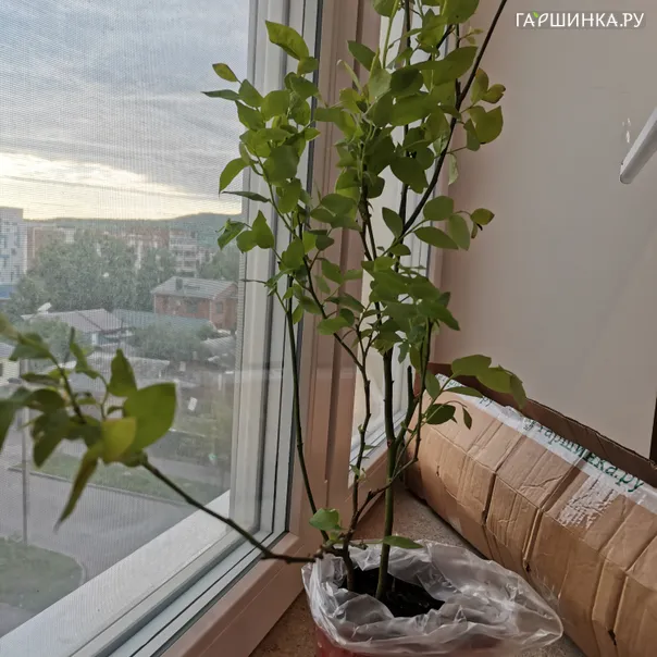 превью изображения отзыва