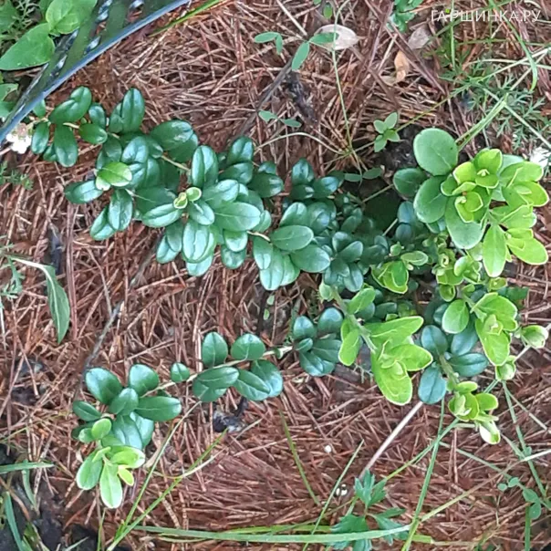 превью изображения отзыва