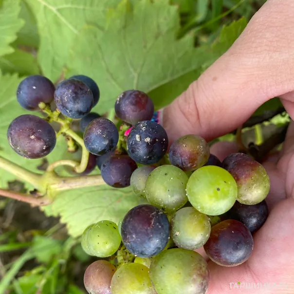 превью изображения отзыва