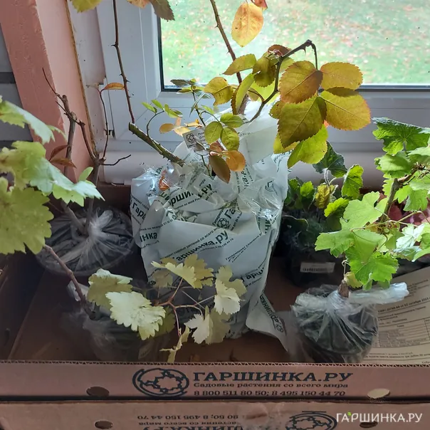 превью изображения отзыва