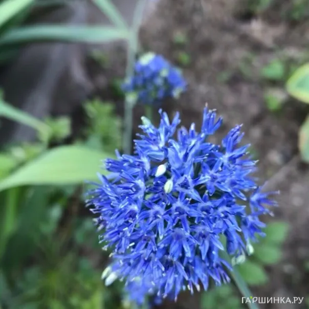 превью изображения отзыва