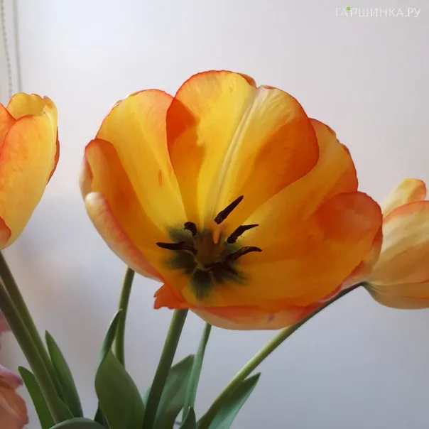 превью изображения отзыва