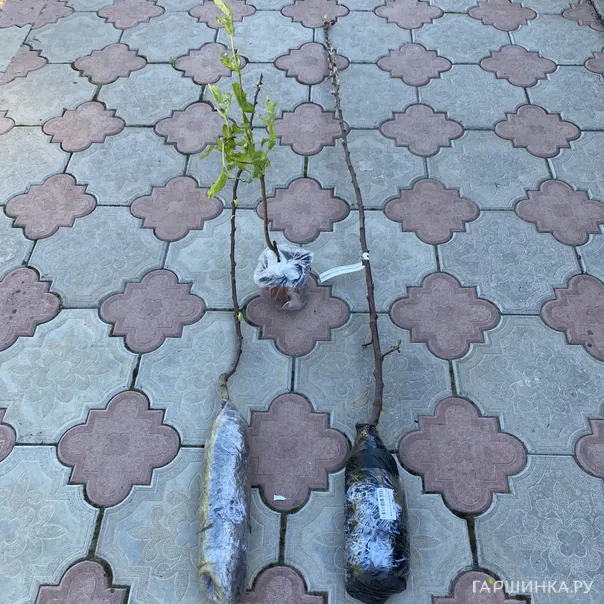 превью изображения отзыва