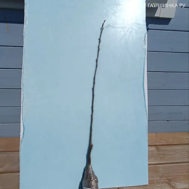 превью изображения отзыва