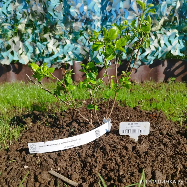 превью изображения отзыва