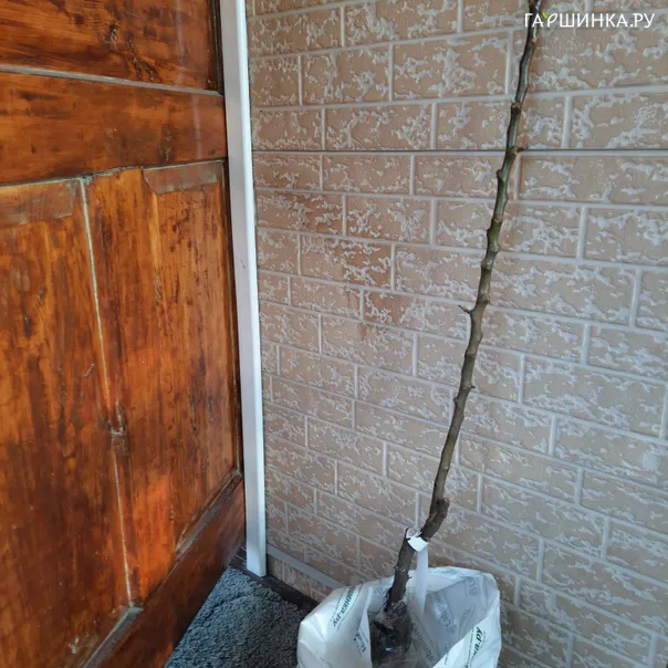 превью изображения отзыва