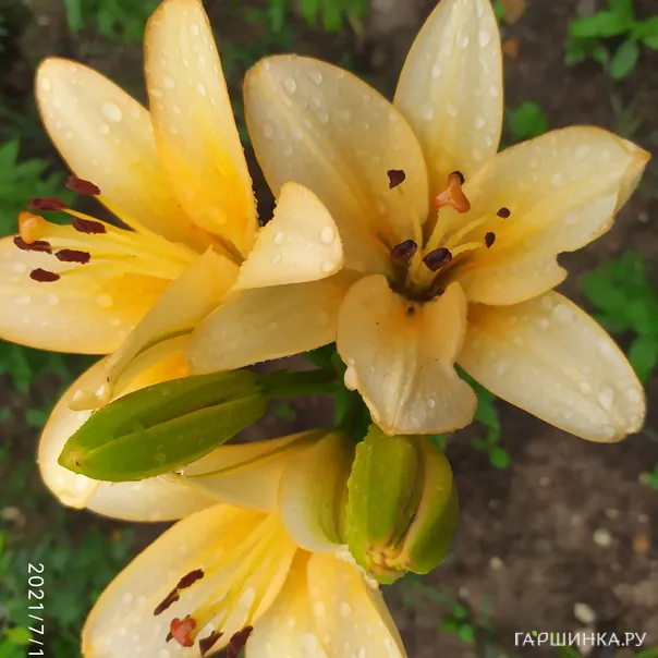 превью изображения отзыва