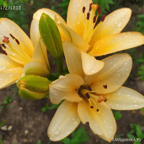 превью изображения отзыва