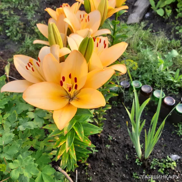 превью изображения отзыва