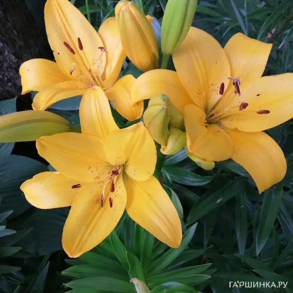 превью изображения отзыва