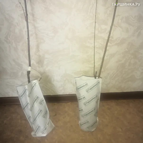 превью изображения отзыва