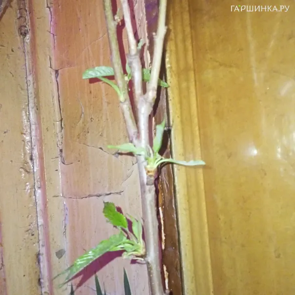 превью изображения отзыва