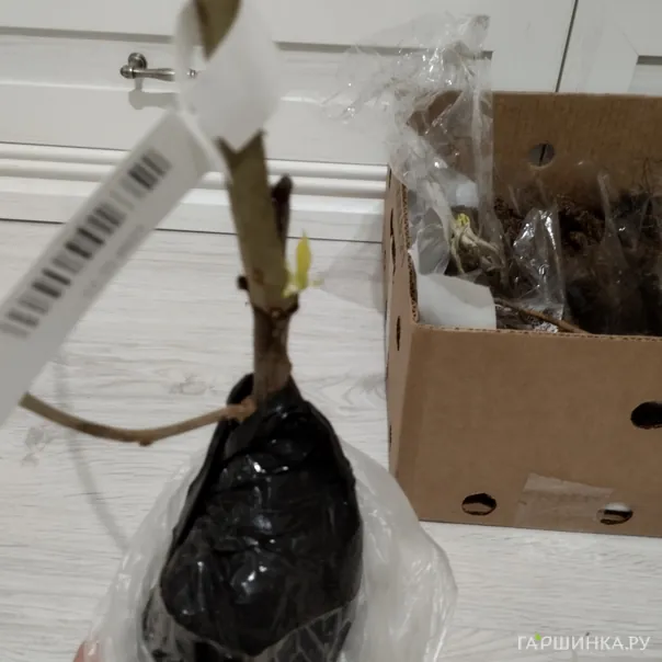 превью изображения отзыва