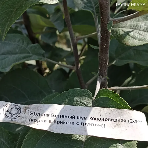 превью изображения отзыва