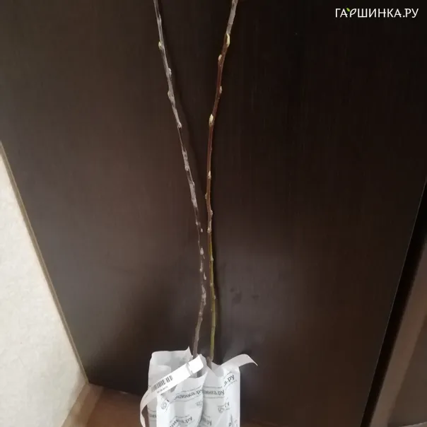 превью изображения отзыва