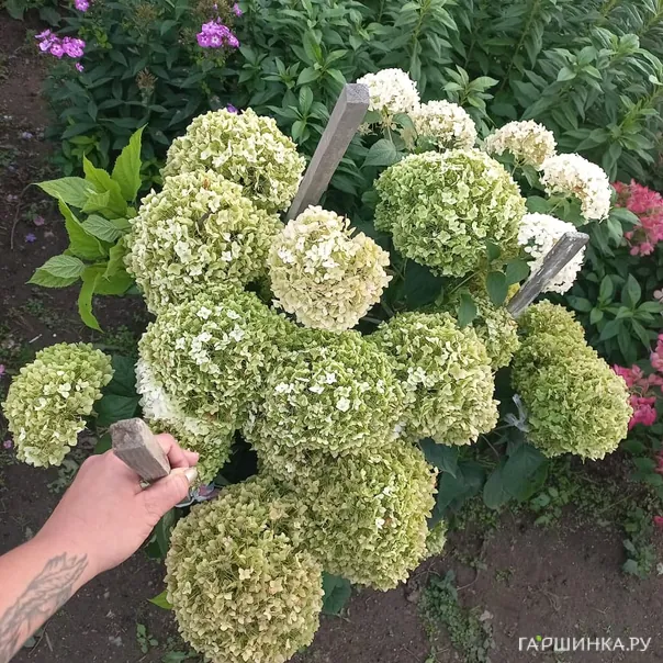 превью изображения отзыва