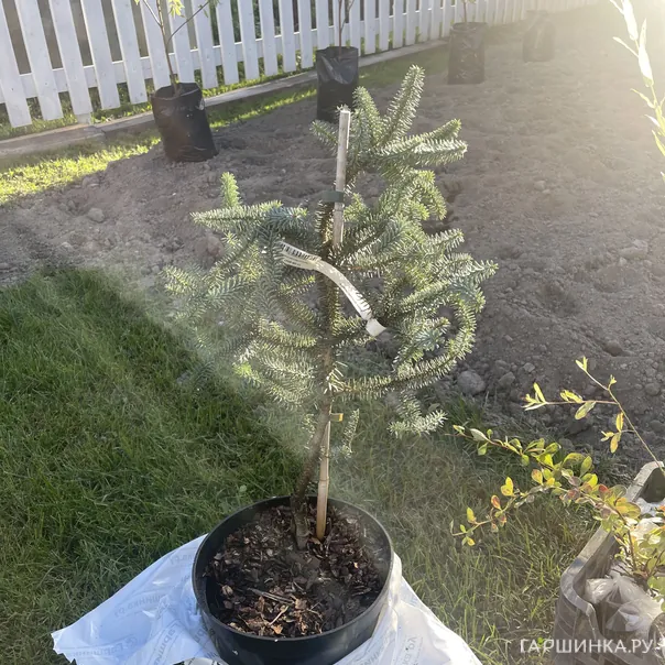 превью изображения отзыва