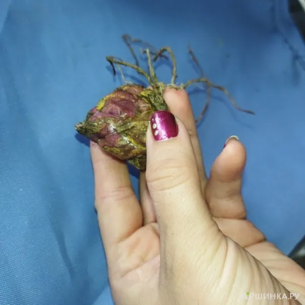 превью изображения отзыва