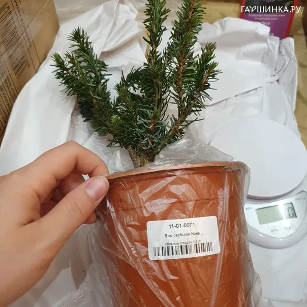 превью изображения отзыва