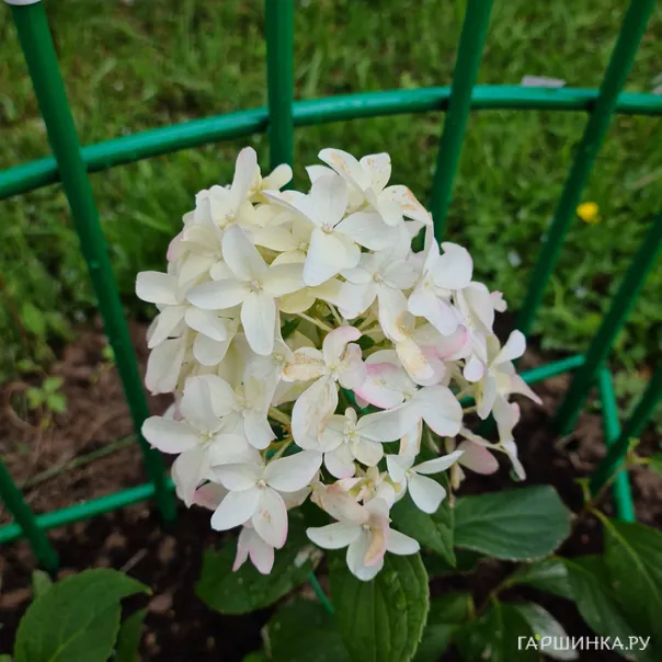 превью изображения отзыва