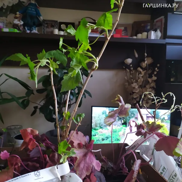 превью изображения отзыва