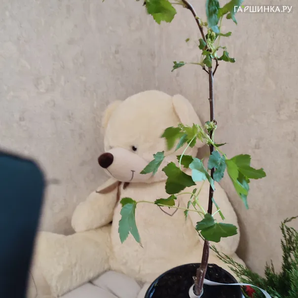 превью изображения отзыва