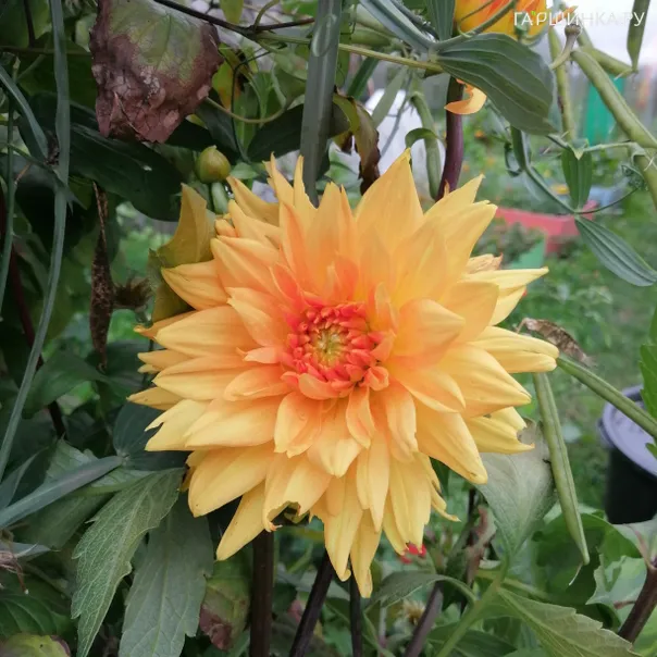 превью изображения отзыва