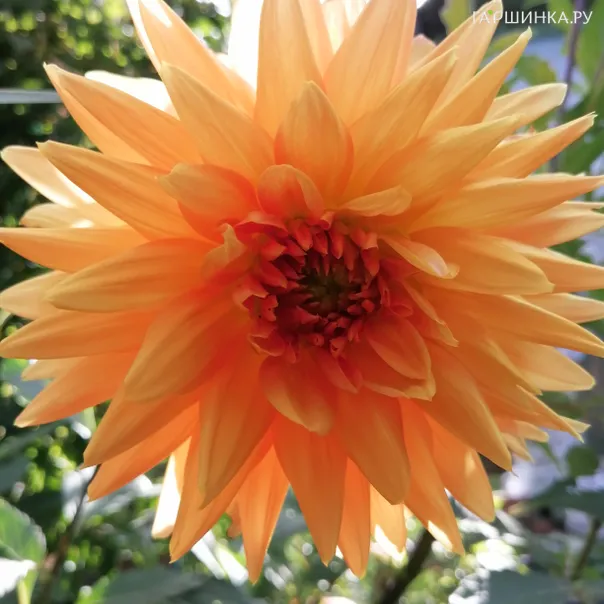 превью изображения отзыва