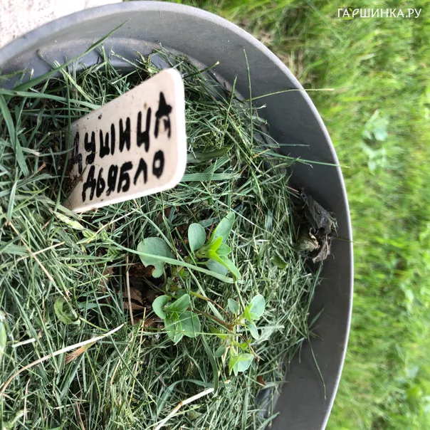 превью изображения отзыва