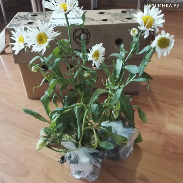 превью изображения отзыва