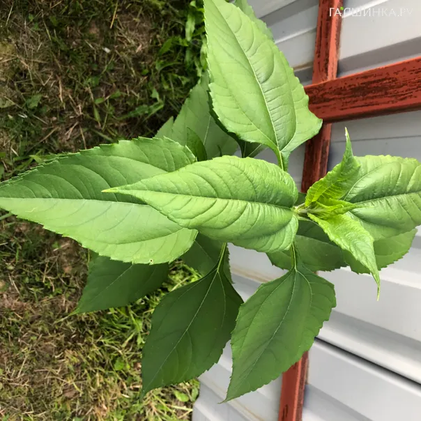 превью изображения отзыва