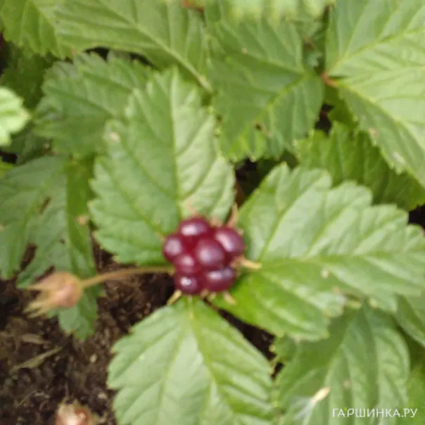 превью изображения отзыва