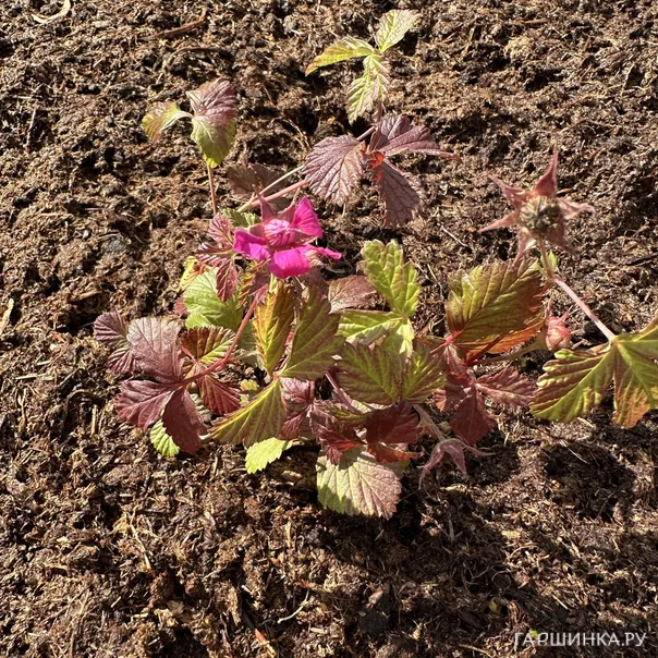 превью изображения отзыва