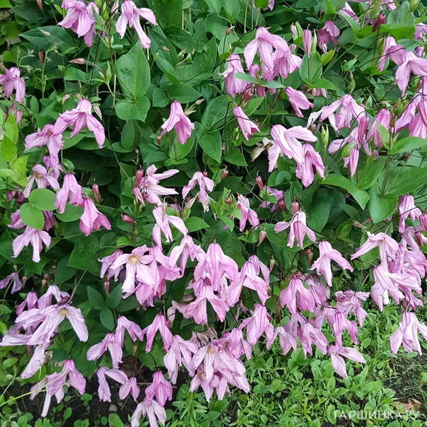 превью изображения отзыва