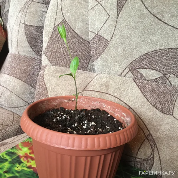 превью изображения отзыва