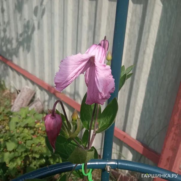 превью изображения отзыва