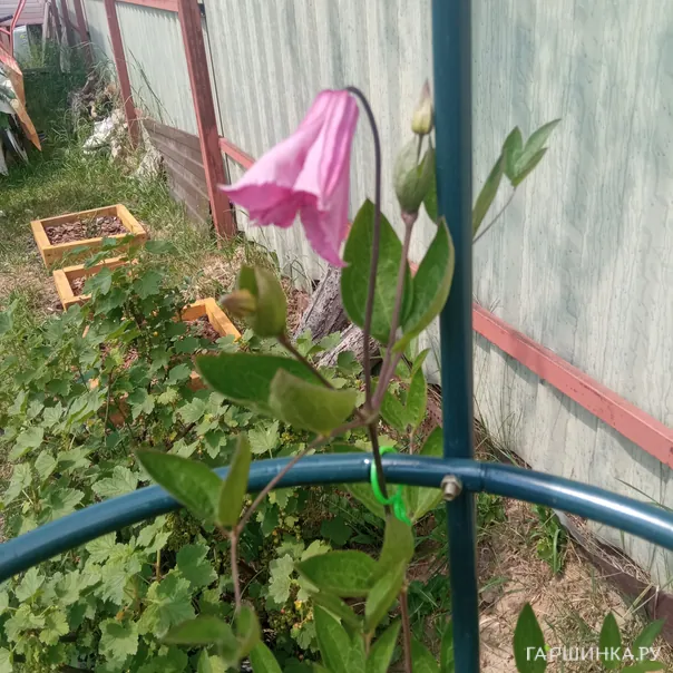 превью изображения отзыва