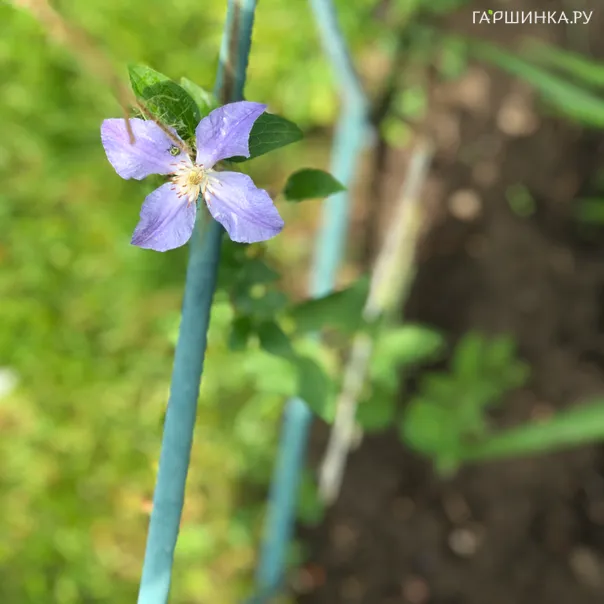 превью изображения отзыва