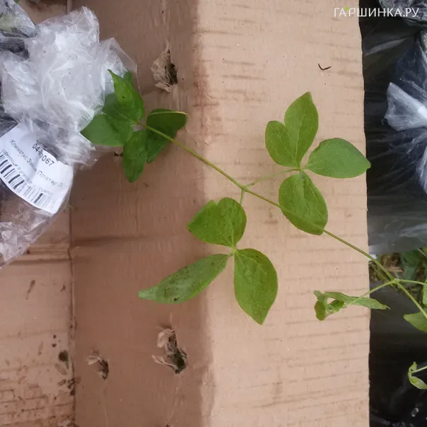 превью изображения отзыва