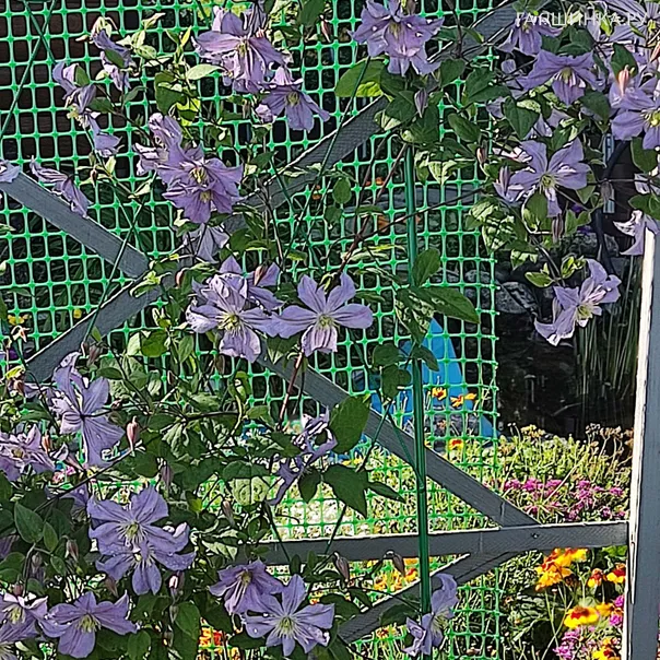 превью изображения отзыва