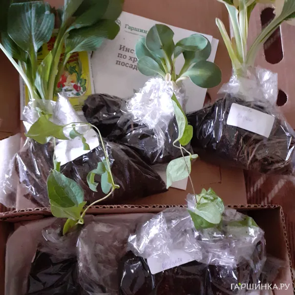 превью изображения отзыва