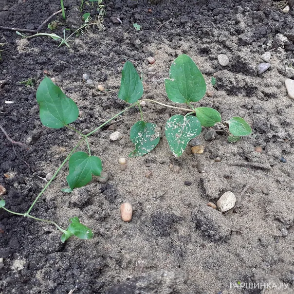 превью изображения отзыва