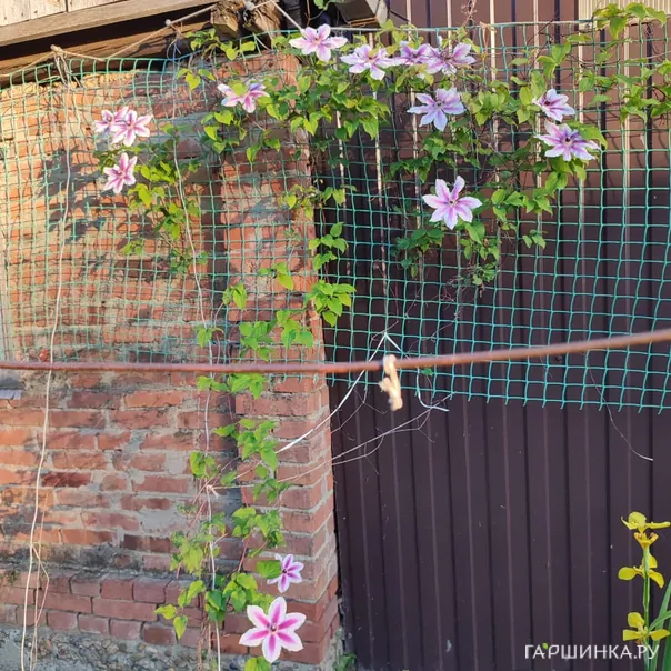 превью изображения отзыва