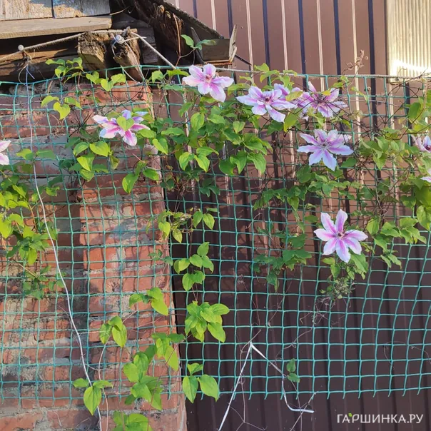 превью изображения отзыва