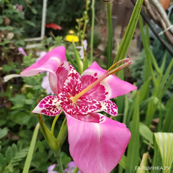 превью изображения отзыва