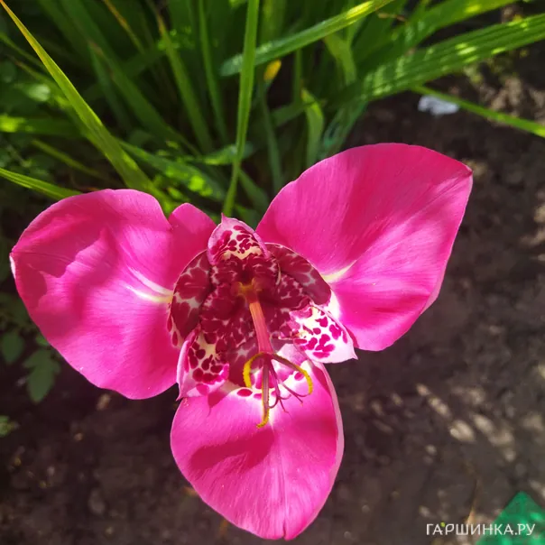 превью изображения отзыва